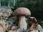 Nyári vargánya (Boletus reticulatus), Somogy